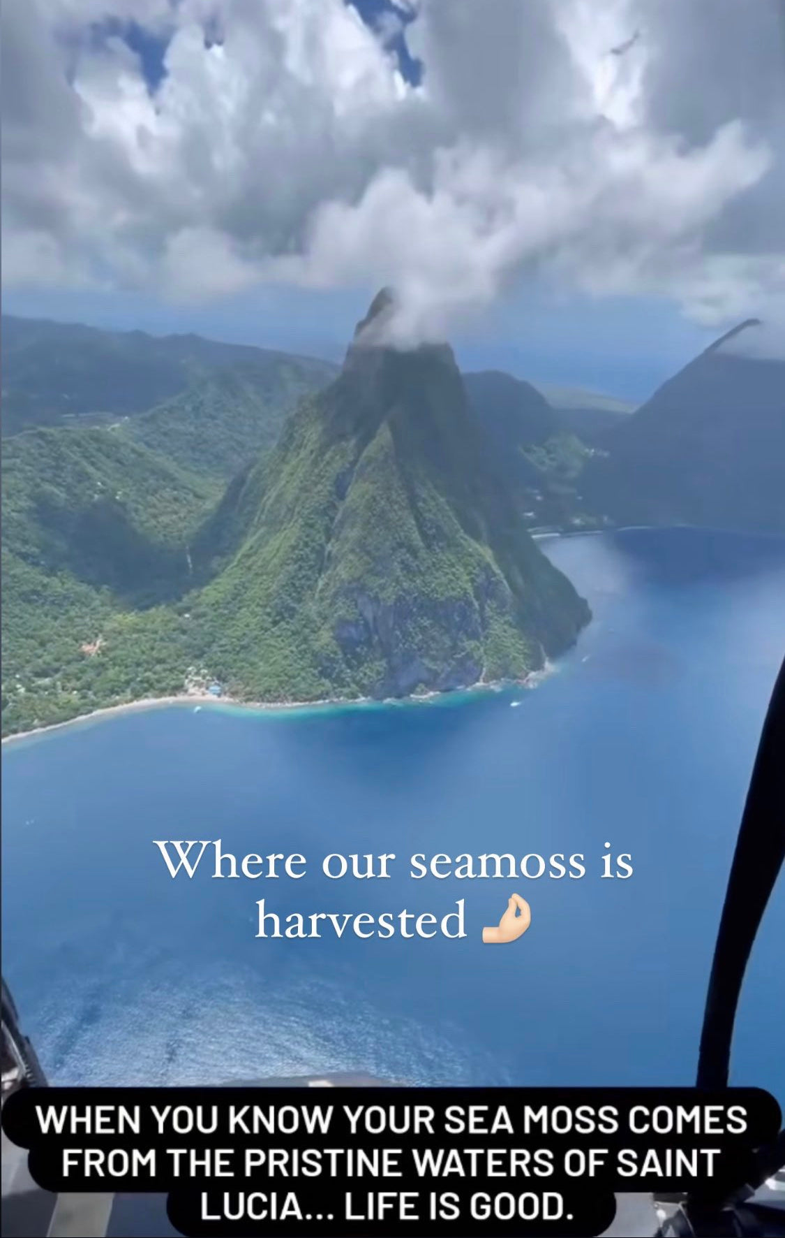 St. Lucia Authentic Dried Seamoss