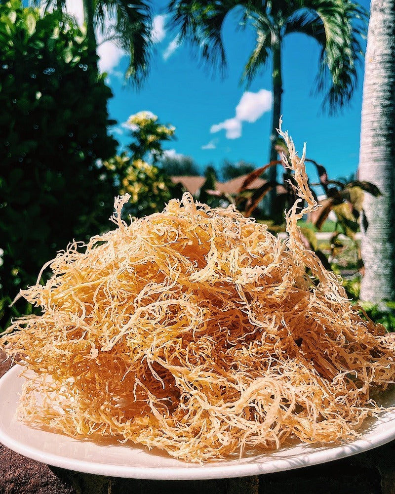 Authentic St. Lucia Dried Seamoss