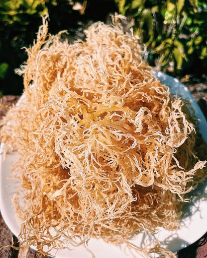 Authentic St. Lucia Dried Seamoss