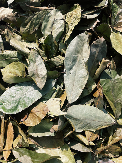 SOURSOP LEAVES