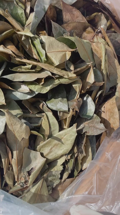 SOURSOP LEAVES